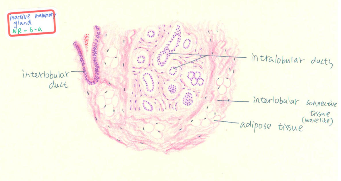 Гистология молочная железа рисунок
